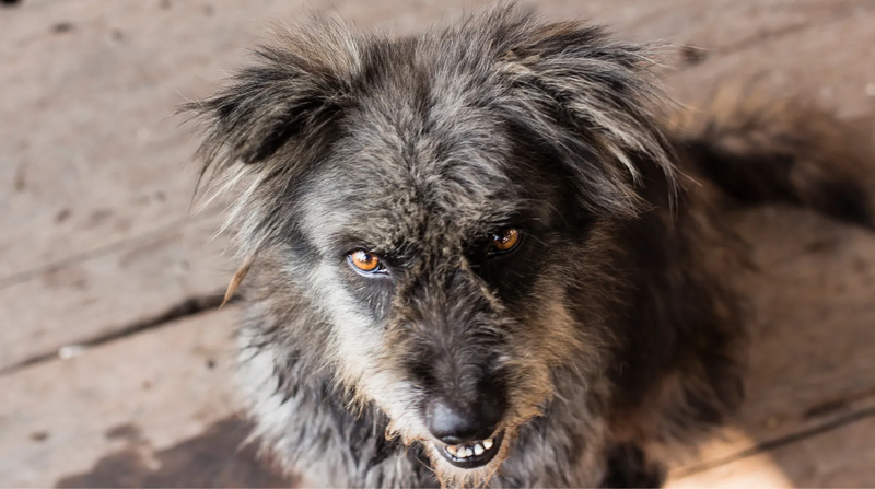 Angry dog