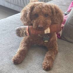Archie the Cigar Poodle Logo