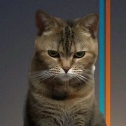 Logo Bean Cat