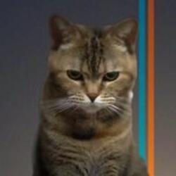 Logo Beancat