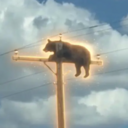 Bear On Pole Logo