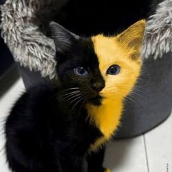 Logo Bicat