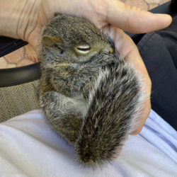 Blueberry The Squirrel Logo