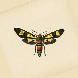 BrimFable Logo