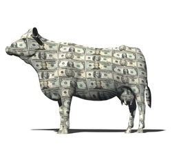 Cash Cow Logo