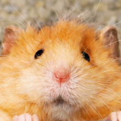 Chip The Wooly Mouse Logo