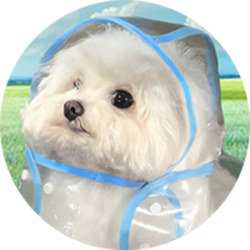 COAT DOG Logo