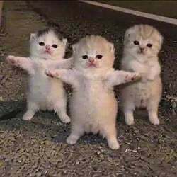 Dancing Kittens Logo