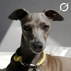 Dog saved by Grok Logo