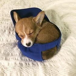 doginhat Logo