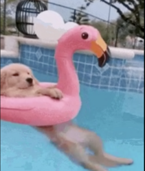 Logo doginpool