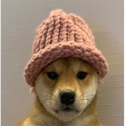dogwifhat Eth Logo