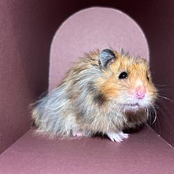 Edward by Claude Logo