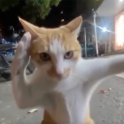 Logo Fighting Cat