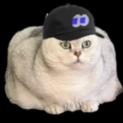 Logo fomocat