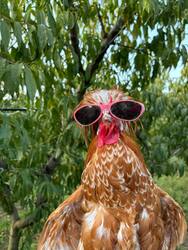 Gallo the Hen Logo
