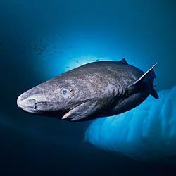 Greenland Shark Logo