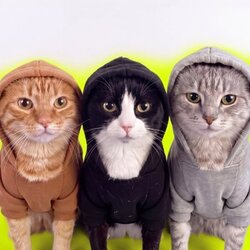 Logo Hood Cats