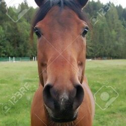 horsetwting Logo