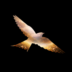 in the name of freedom Logo