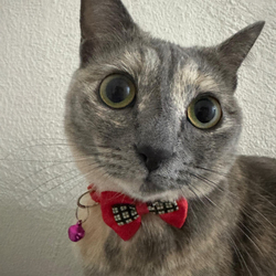 Just Elizabeth Cat Logo