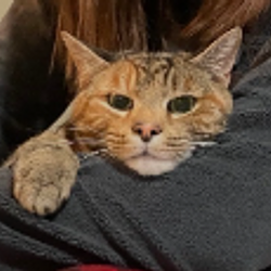 Logo Justice for Marlee