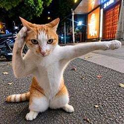 Logo Karate Cat
