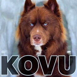 Kovu Logo