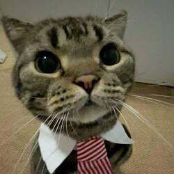 MarketCat Logo