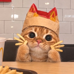 Logo McCat