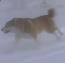 Nietzschean Dog Logo