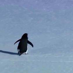 Nihilist Penguin Logo