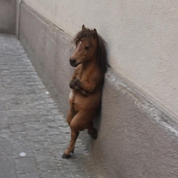 Nonchalant Horse Logo