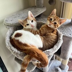 Logo Peach and Pablo