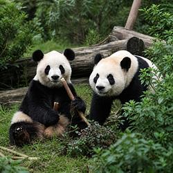 Ping Ping and Fu Shuang Logo