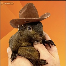 Pnut the Squirrel Logo