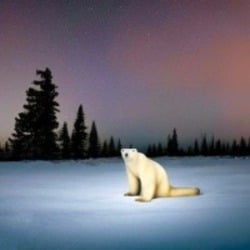 Polar Bear 2026 Logo