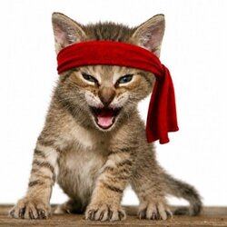 Logo Rambo Kitten
