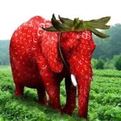 Real Strawberry Elephant Logo