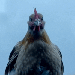 Retarded Chicken Logo