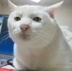 Serious Cat Logo