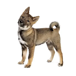 Shikoku Dog Logo