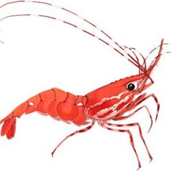 Shrimp Finance Logo
