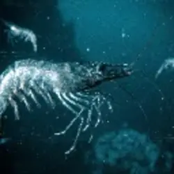 skrimp Logo