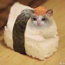 Sushi Cat Logo