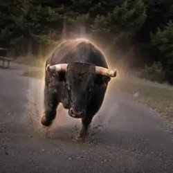 The Charging Bison Logo