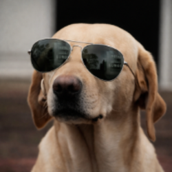 The Crypto Dog Logo