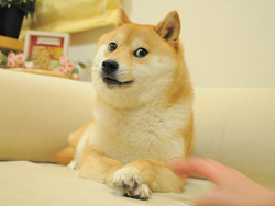 Own The Doge Logo