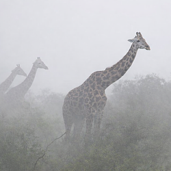 The Giraffes Logo