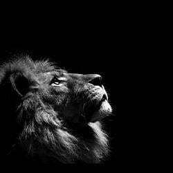 The Lion Logo